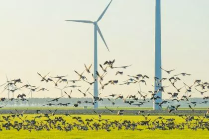 Von Adler bis Kolibri, von Ente bis Fledermaus: Erneuerbare gefährden Wildtiere